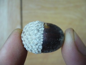 noix,glands chne jaune(quercus muehlenbergii)